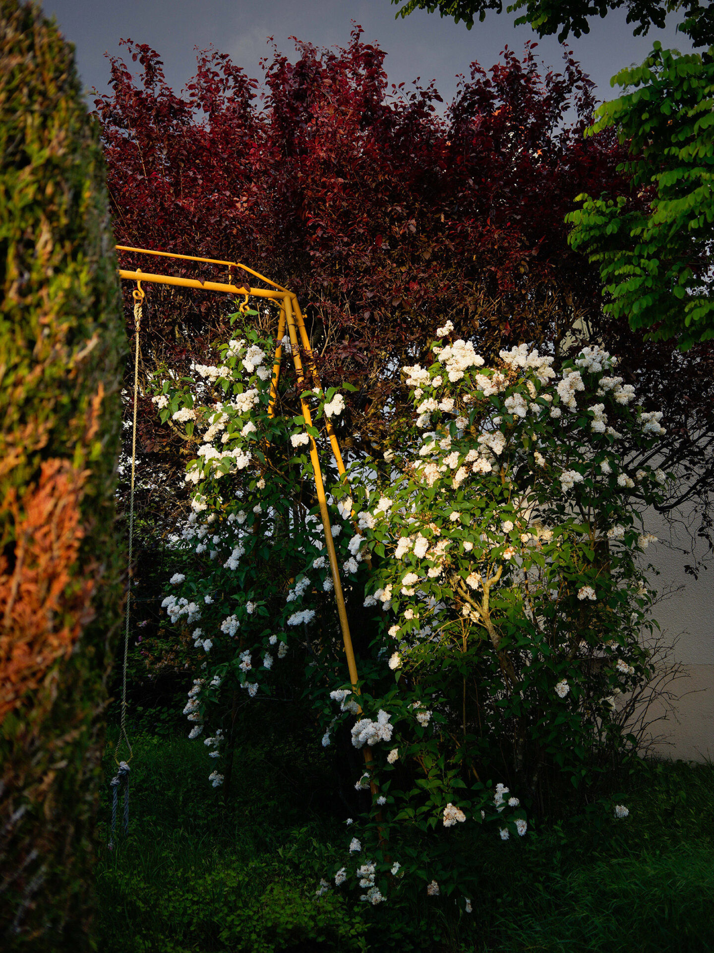An image of a rope swing surrounded by bushes and trees. From the series Suzanne, Long Road by Mayssa Jaoudat, part of her wider photographic project Mille-Feuilles