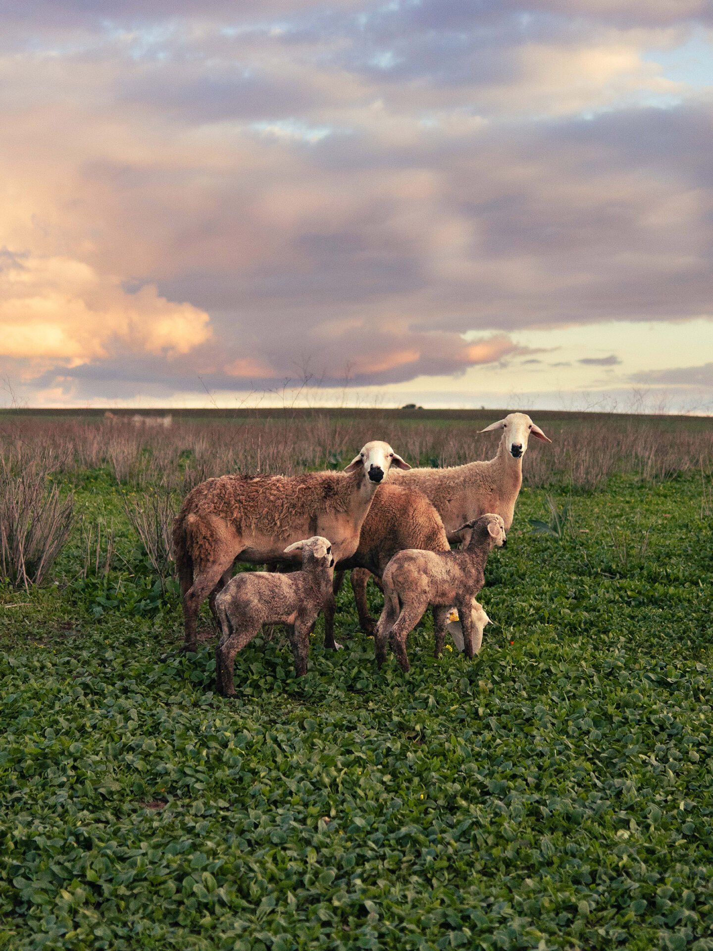 A photograph by Mayssa Jaoudat of a small group of sheep — three adults and two lambs — against a backdrop of ominous-looking clouds