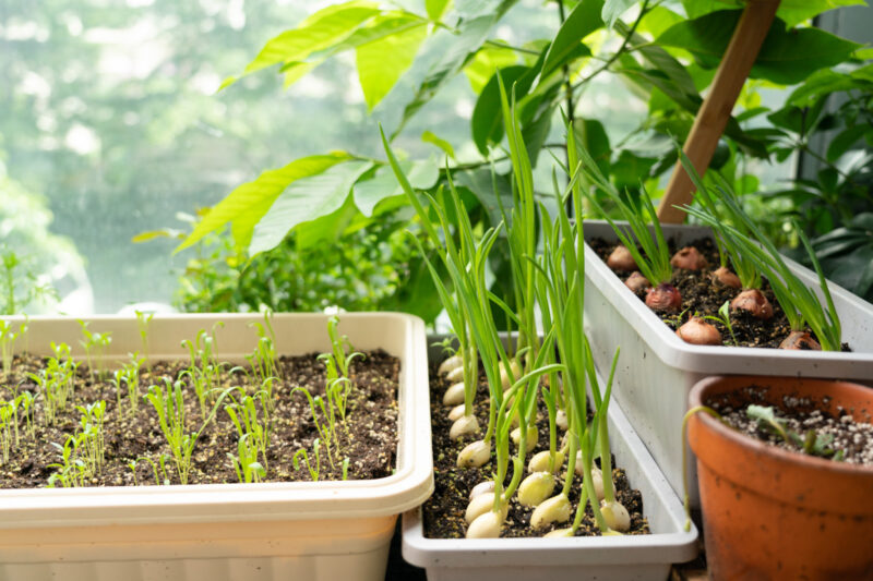 Tips for growing food in small urban spaces