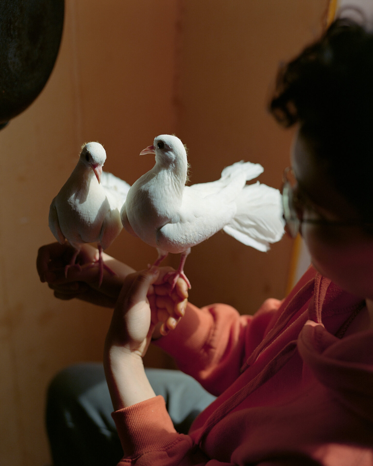A interior photograph, titled Lamine, taken over the left shoulder of a person with two white birds perched on their hands. From Camille Farrah Lenain’s monograph Made Of Smokeless Fire