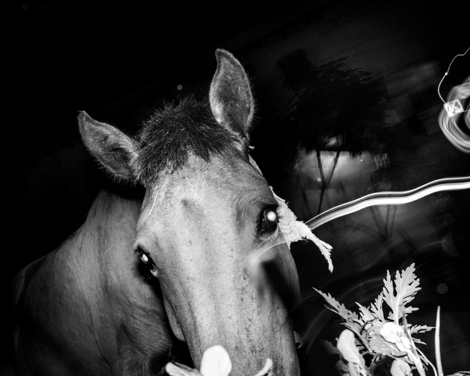 A black and white photograph from Aman Alam's series Ozymandias, documenting his grandmother's life with Alzheimer's, titled Lost Horse. It shows a lost horse wandering outside Naseem's house during a storm