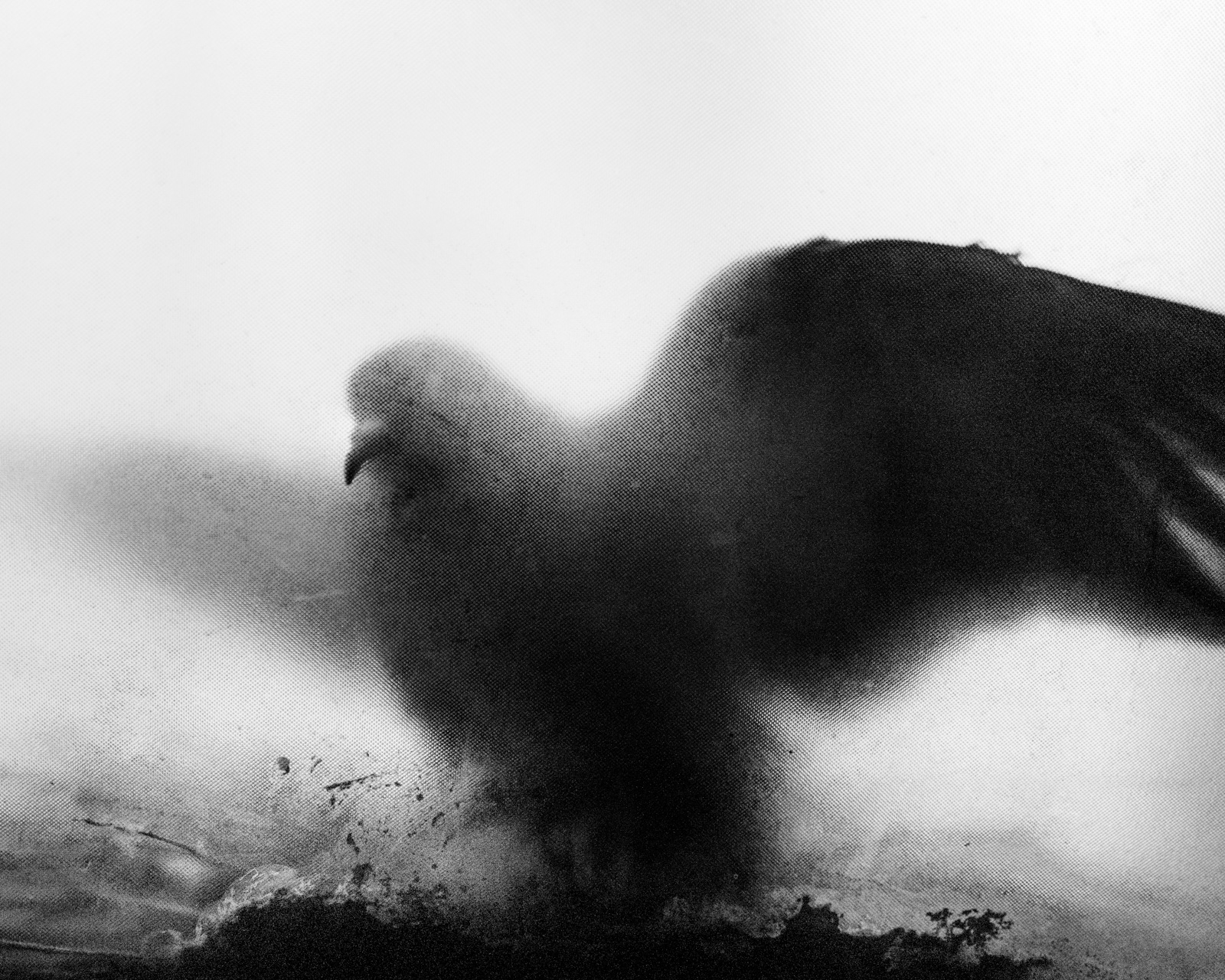 A black and white photograph from Aman Alam's series Ozymandias, documenting his grandmother's life with Alzheimer's, showing a mother pigeon, building her nest outside Naseem's window glass, which makes the outline of the bird fuzzy